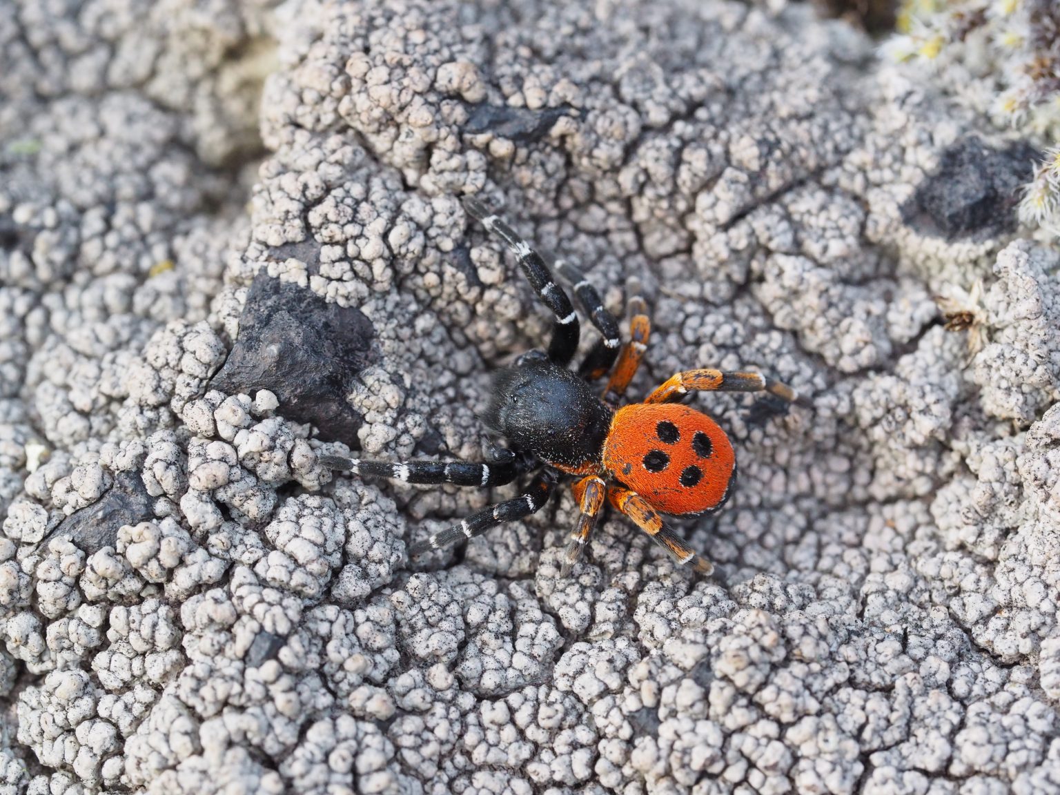 Rote Röhrenspinne (Eresus kollari)