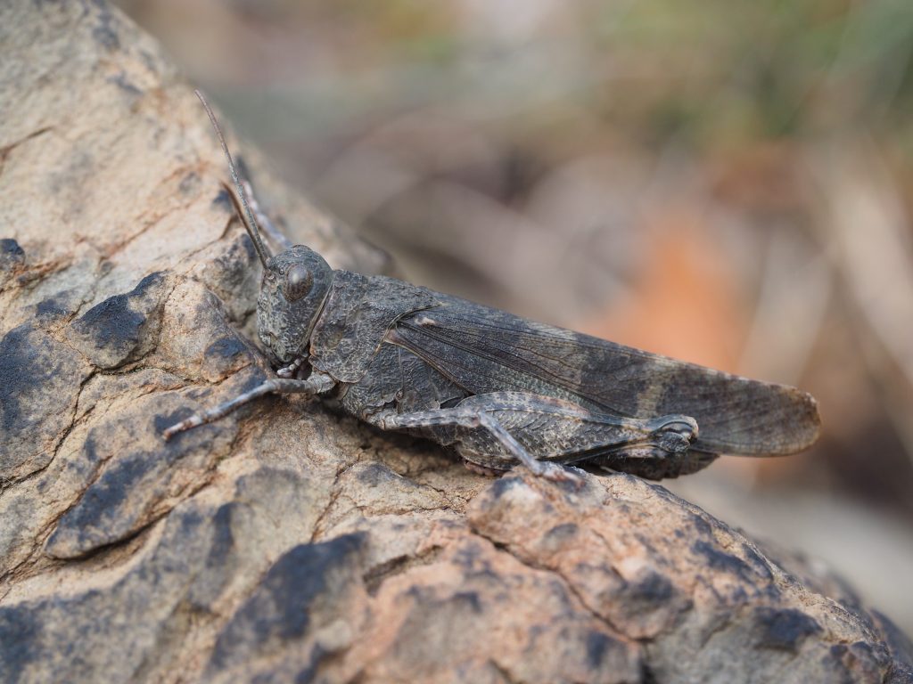 Rotflügelige Ödlandschrecke (Oedipoda germanica)