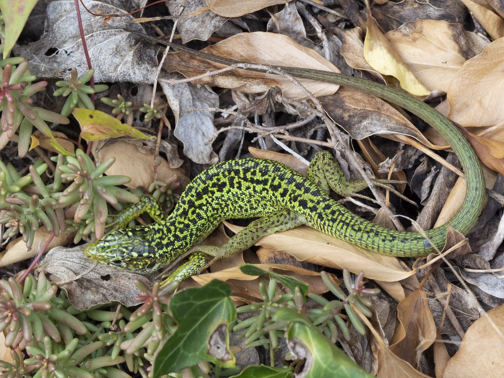 Westliche Smaragdeidechse (Lacerta bilineata)