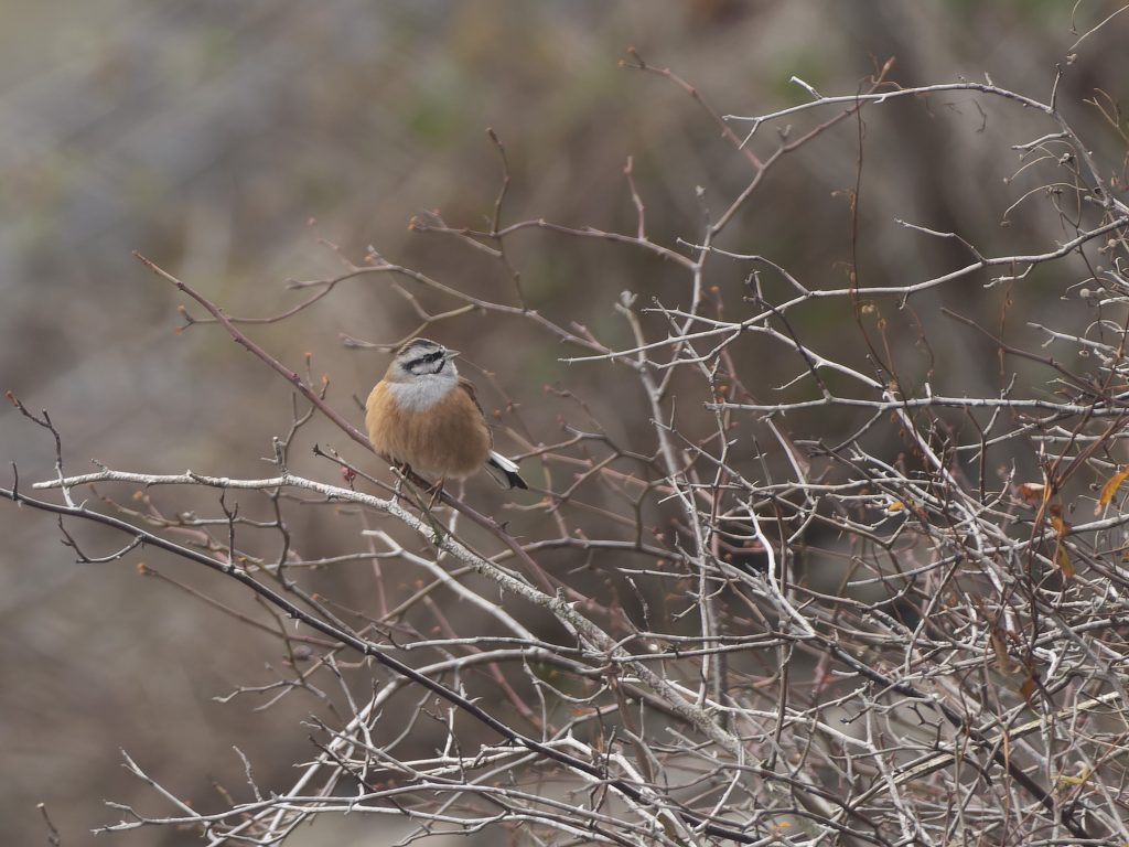 Zippammer (Emberiza cia)